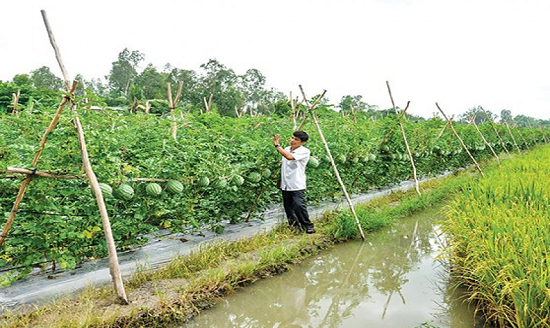 san xuat giong cay trong la gi  muc dich va quy trinh san xuat