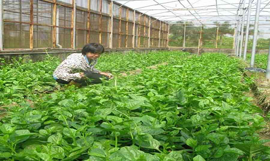 canh tac huu co la gi  tim hieu ve ky thuat canh tac huu co