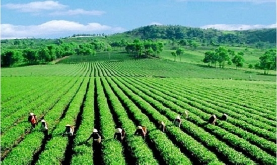 trong trot la gi  chinh sach cua nha nuoc doi voi trong trot