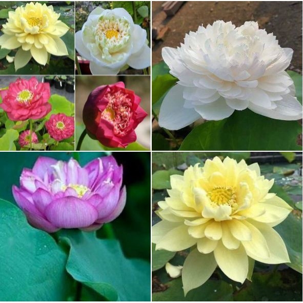 hat sen bach diep mix 7 mau 1000 canh hoa nay mam 100