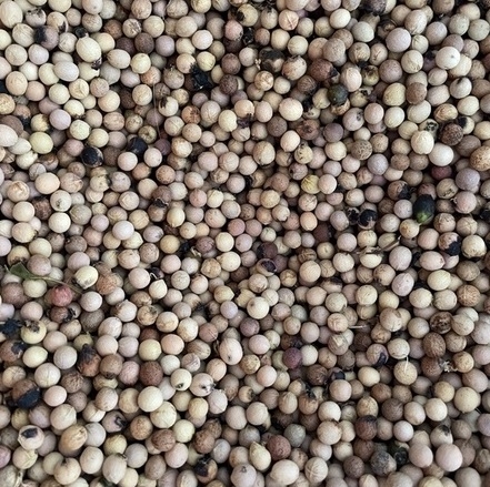 hat dan huong trang an do