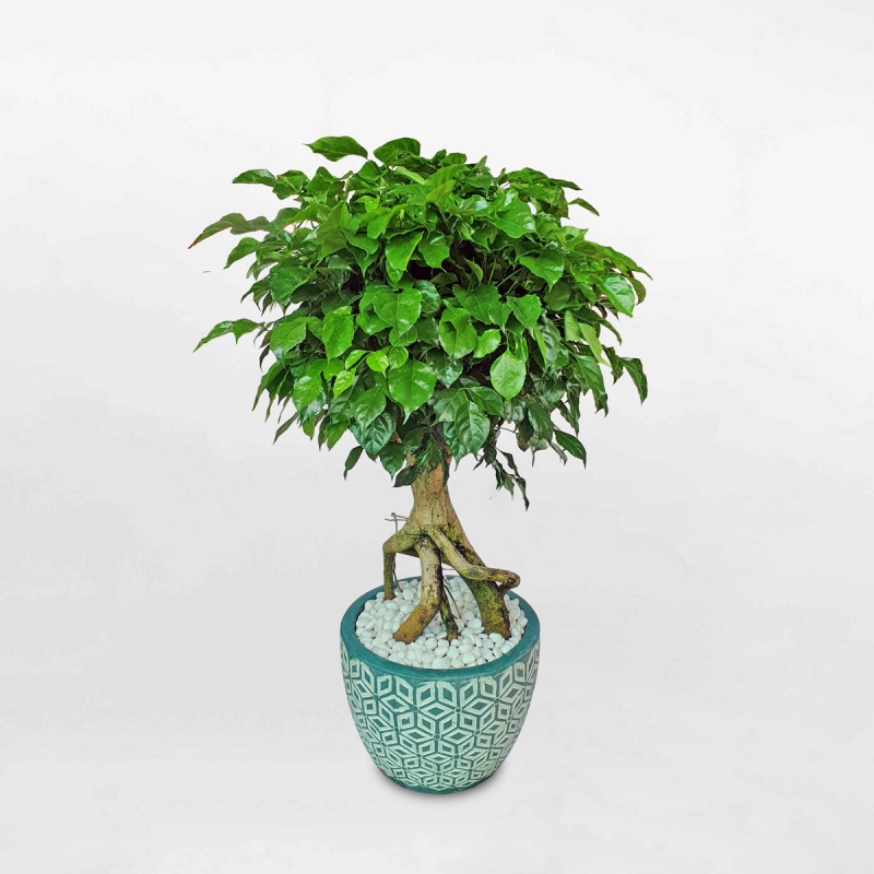 cay hanh phuc dang bonsai lon chau dat nung