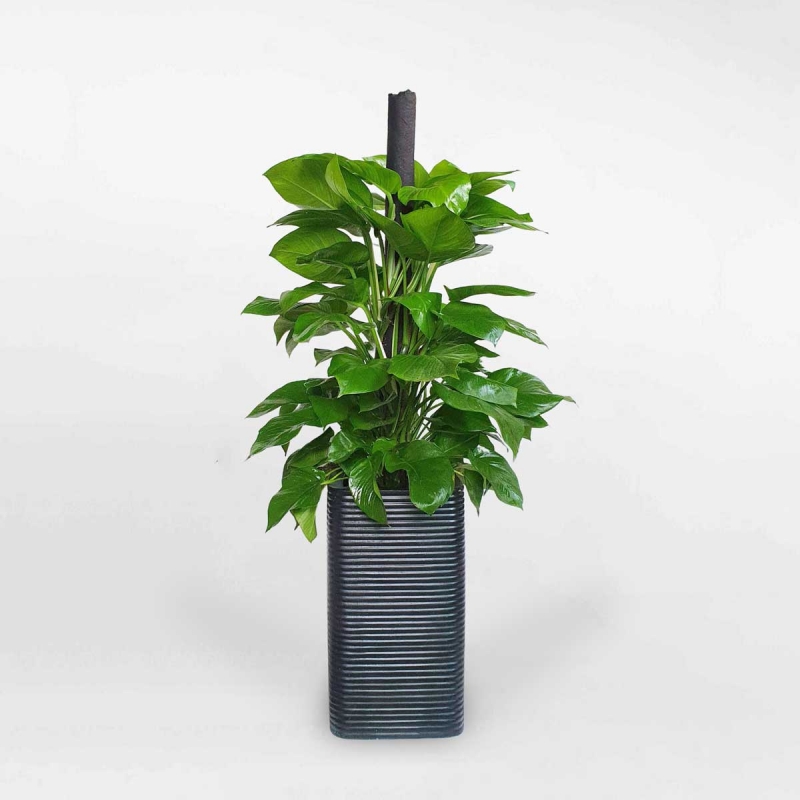 cay trau ba cot chau xi mang tru vuong