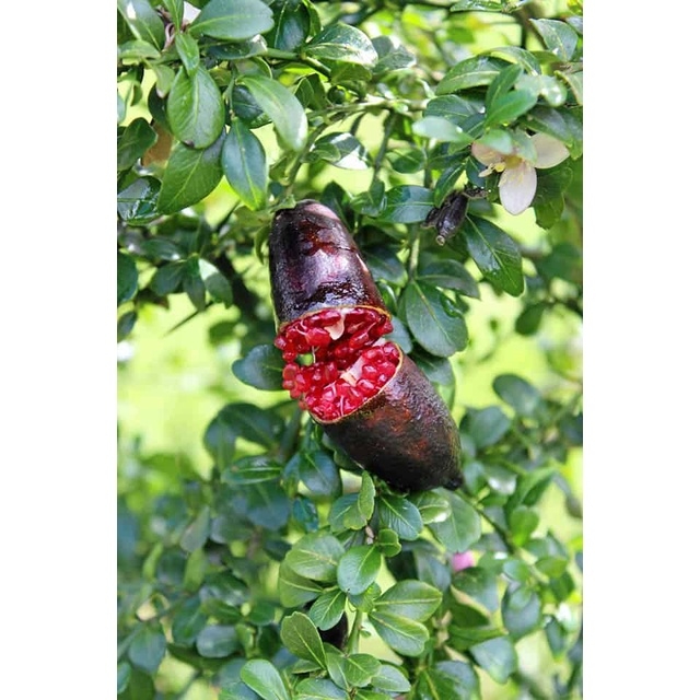 cay giong chanh ngon tay  loai qua chanh dat nhat the gioi