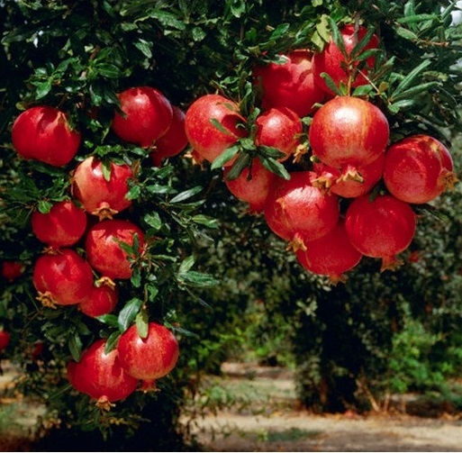 hat giong luu do lun an do