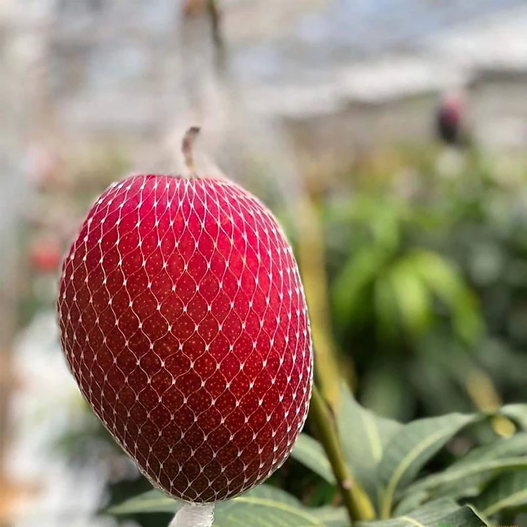 cay giong xoai do nhat ban ghep trong chau