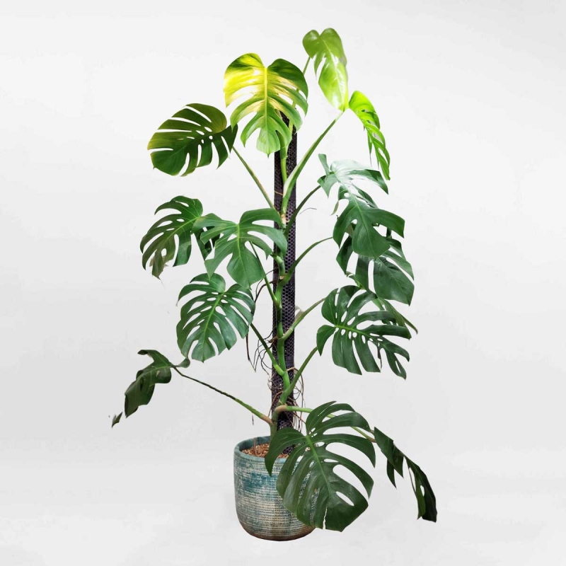 cay trau ba nam my   monstera borsigiana